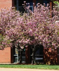 Fast Growing Trees Cherry Blossom Trees Kwanzan Cherry Tree 15 Fast Growing Trees Cherry Blossom Trees Kwanzan Cherry Tree