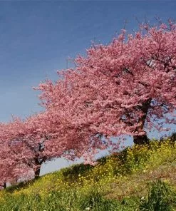 Fast Growing Trees Cherry Blossom Trees Kwanzan Cherry Tree