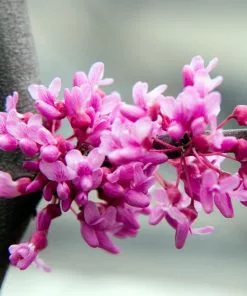 Fast Growing Trees Lavender Twist® Weeping Redbud Tree