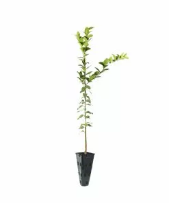 Fast Growing Trees Meyer Lemon Tree 33 Fast Growing Trees Meyer Lemon Tree