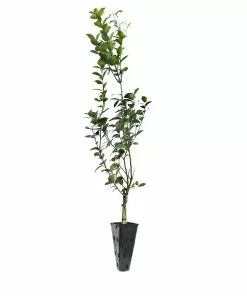 Fast Growing Trees Meyer Lemon Tree 34 Fast Growing Trees Meyer Lemon Tree