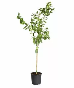 Fast Growing Trees Meyer Lemon Tree 35 Fast Growing Trees Meyer Lemon Tree