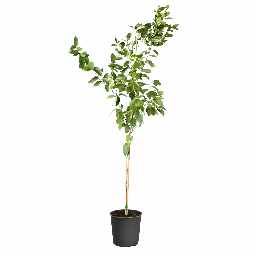 Fast Growing Trees Meyer Lemon Tree 18 Fast Growing Trees Meyer Lemon Tree