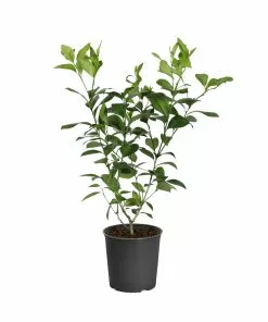 Fast Growing Trees Meyer Lemon Tree 37 Fast Growing Trees Meyer Lemon Tree