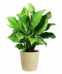 Fast Growing Trees Peace Lily Plant Air Purifying House Plants 17 Fast Growing Trees Peace Lily Plant Air Purifying House Plants
