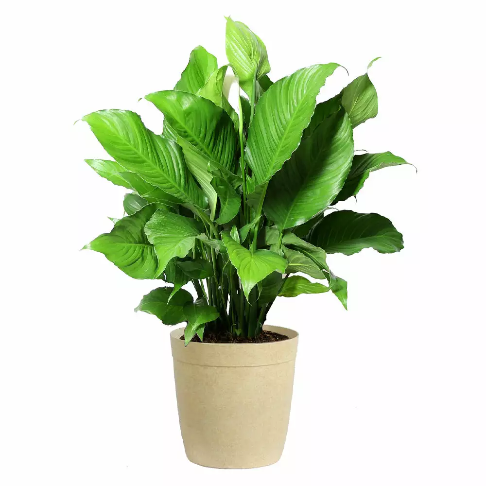 Fast Growing Trees Peace Lily Plant Air Purifying House Plants 8 Fast Growing Trees Peace Lily Plant Air Purifying House Plants