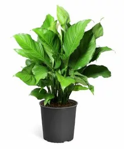 Fast Growing Trees Peace Lily Plant Air Purifying House Plants 18 Fast Growing Trees Peace Lily Plant Air Purifying House Plants