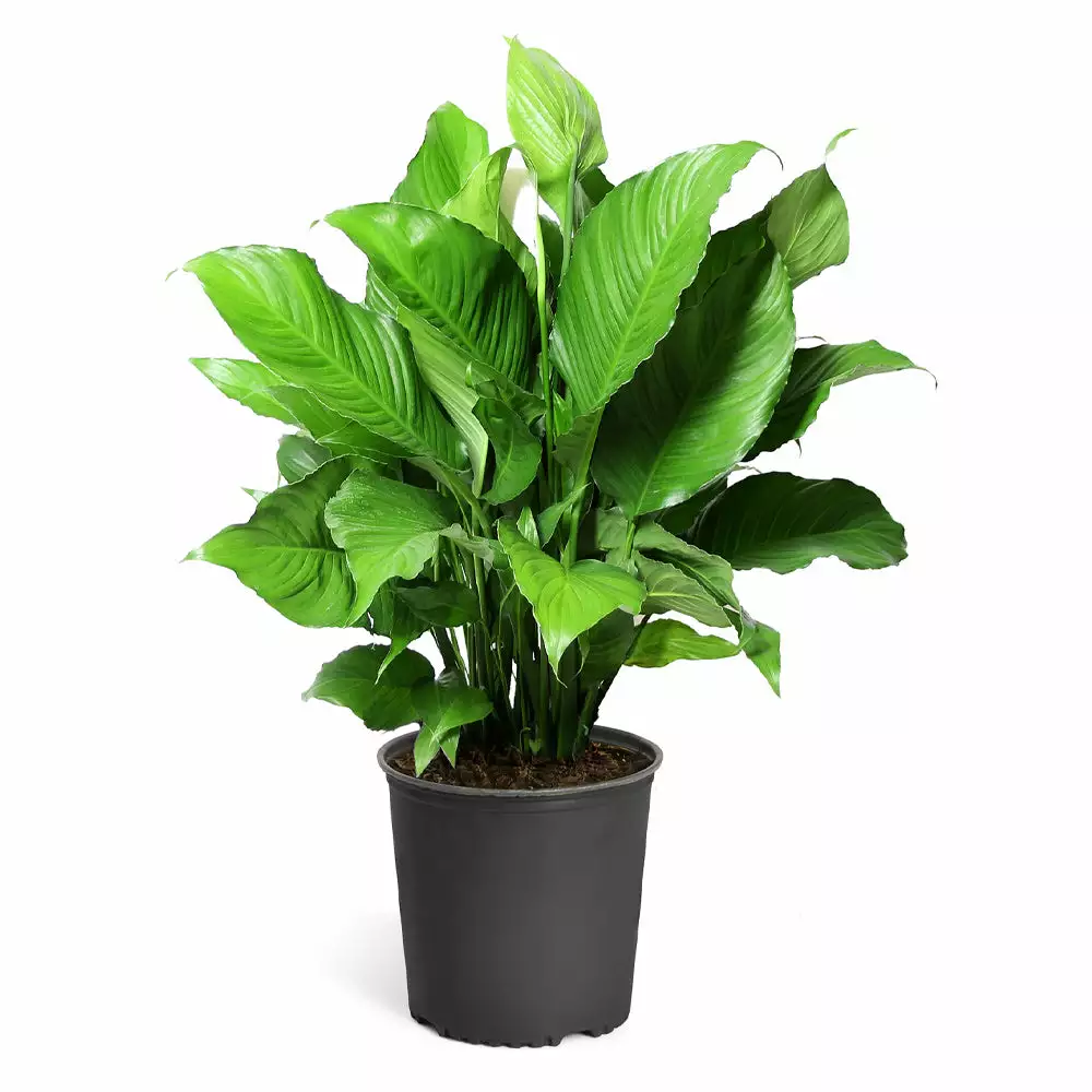 Fast Growing Trees Peace Lily Plant Air Purifying House Plants 12 Fast Growing Trees Peace Lily Plant Air Purifying House Plants