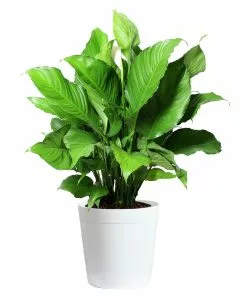 Fast Growing Trees Peace Lily Plant Air Purifying House Plants 16 Fast Growing Trees Peace Lily Plant Air Purifying House Plants