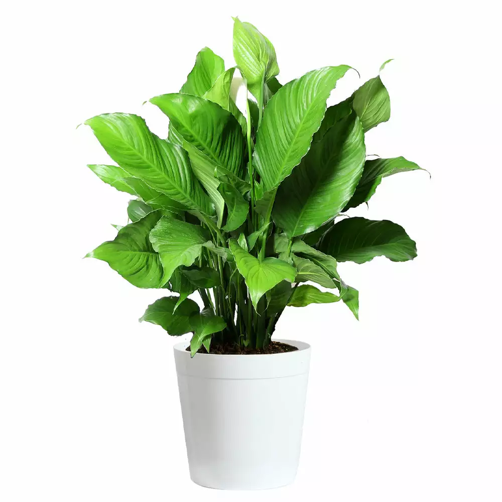 Fast Growing Trees Peace Lily Plant Air Purifying House Plants 7 Fast Growing Trees Peace Lily Plant Air Purifying House Plants