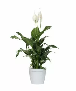 Fast Growing Trees Peace Lily Plant Air Purifying House Plants 20 Fast Growing Trees Peace Lily Plant Air Purifying House Plants