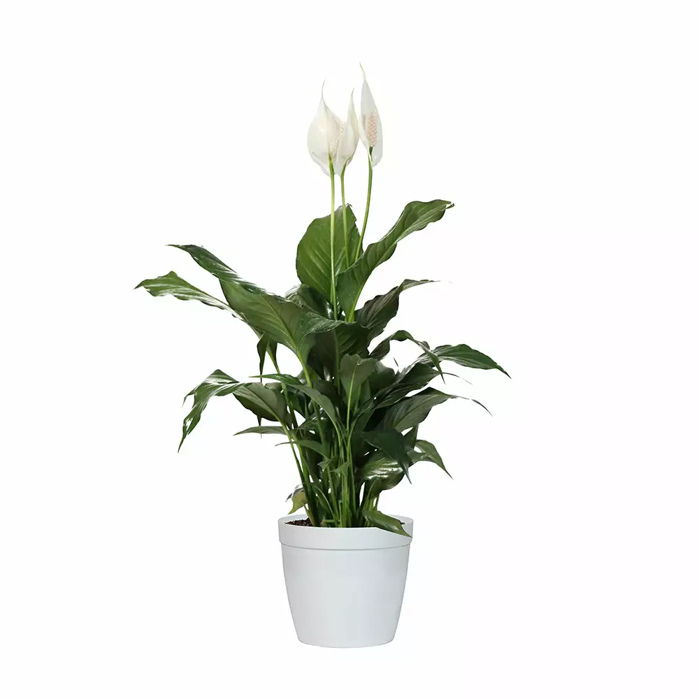 Fast Growing Trees Peace Lily Plant Air Purifying House Plants 11 Fast Growing Trees Peace Lily Plant Air Purifying House Plants