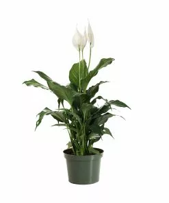 Fast Growing Trees Peace Lily Plant Air Purifying House Plants 19 Fast Growing Trees Peace Lily Plant Air Purifying House Plants