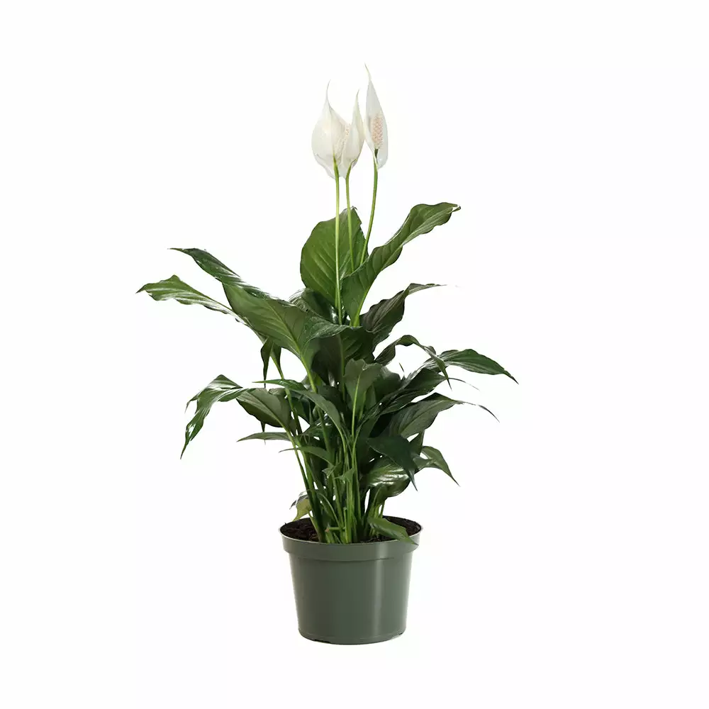 Fast Growing Trees Peace Lily Plant Air Purifying House Plants 10 Fast Growing Trees Peace Lily Plant Air Purifying House Plants