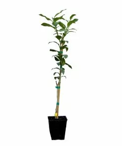 Fast Growing Trees Citrus Trees Key Lime Tree 17 Fast Growing Trees Citrus Trees Key Lime Tree