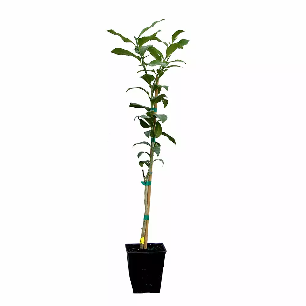 Fast Growing Trees Citrus Trees Key Lime Tree 10 Fast Growing Trees Citrus Trees Key Lime Tree