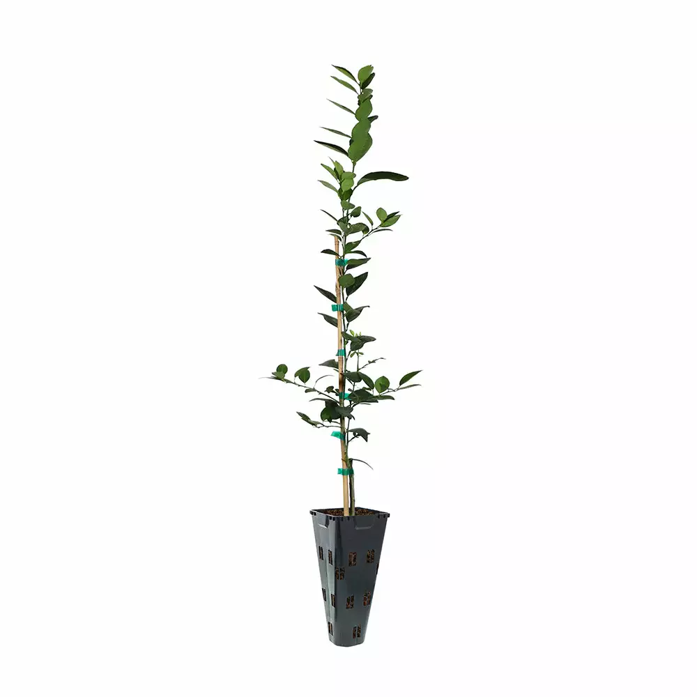 Fast Growing Trees Citrus Trees Key Lime Tree 8 Fast Growing Trees Citrus Trees Key Lime Tree