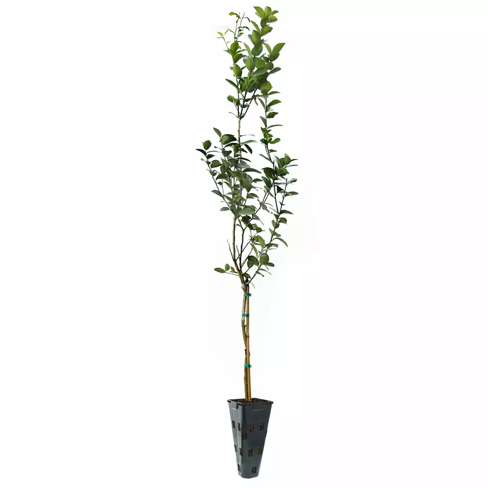 Fast Growing Trees Citrus Trees Key Lime Tree 9 Fast Growing Trees Citrus Trees Key Lime Tree