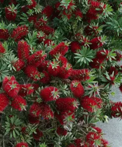 Fast Growing Trees Little John Dwarf Bottlebrush 7 Fast Growing Trees Little John Dwarf Bottlebrush