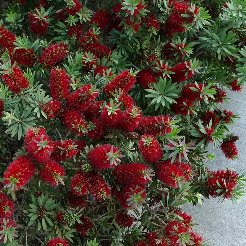 Fast Growing Trees Little John Dwarf Bottlebrush 5 Fast Growing Trees Little John Dwarf Bottlebrush