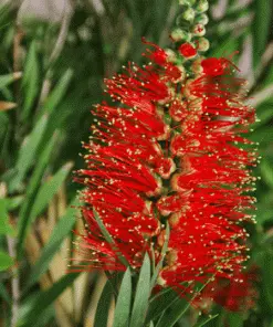Fast Growing Trees Little John Dwarf Bottlebrush See All Shrubs & Hedges