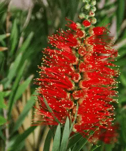 Fast Growing Trees Little John Dwarf Bottlebrush 6 Fast Growing Trees Little John Dwarf Bottlebrush
