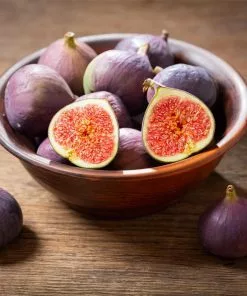 Fast Growing Trees LSU Purple Fig Tree