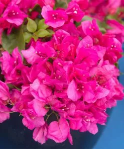 Fast Growing Trees See All Shrubs & Hedges La Jolla Bougainvillea 8 Fast Growing Trees See All Shrubs & Hedges La Jolla Bougainvillea