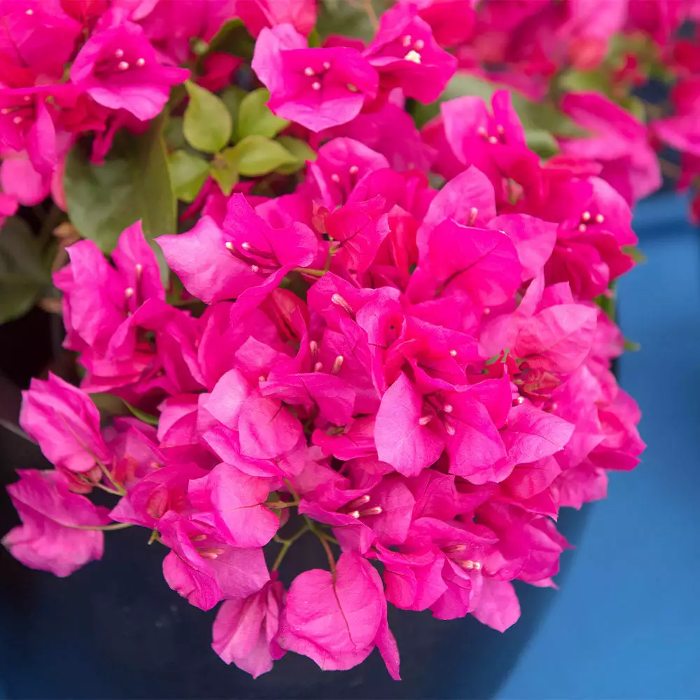 Fast Growing Trees See All Shrubs & Hedges La Jolla Bougainvillea 5 Fast Growing Trees See All Shrubs & Hedges La Jolla Bougainvillea