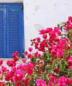 Fast Growing Trees See All Shrubs & Hedges La Jolla Bougainvillea 9 Fast Growing Trees See All Shrubs & Hedges La Jolla Bougainvillea