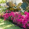 Fast Growing Trees See All Shrubs & Hedges La Jolla Bougainvillea 2 Fast Growing Trees See All Shrubs & Hedges La Jolla Bougainvillea