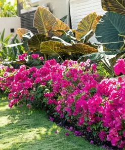 Fast Growing Trees See All Shrubs & Hedges La Jolla Bougainvillea
