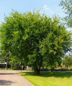Fast Growing Trees Lacebark Chinese Elm Tree Elm Trees