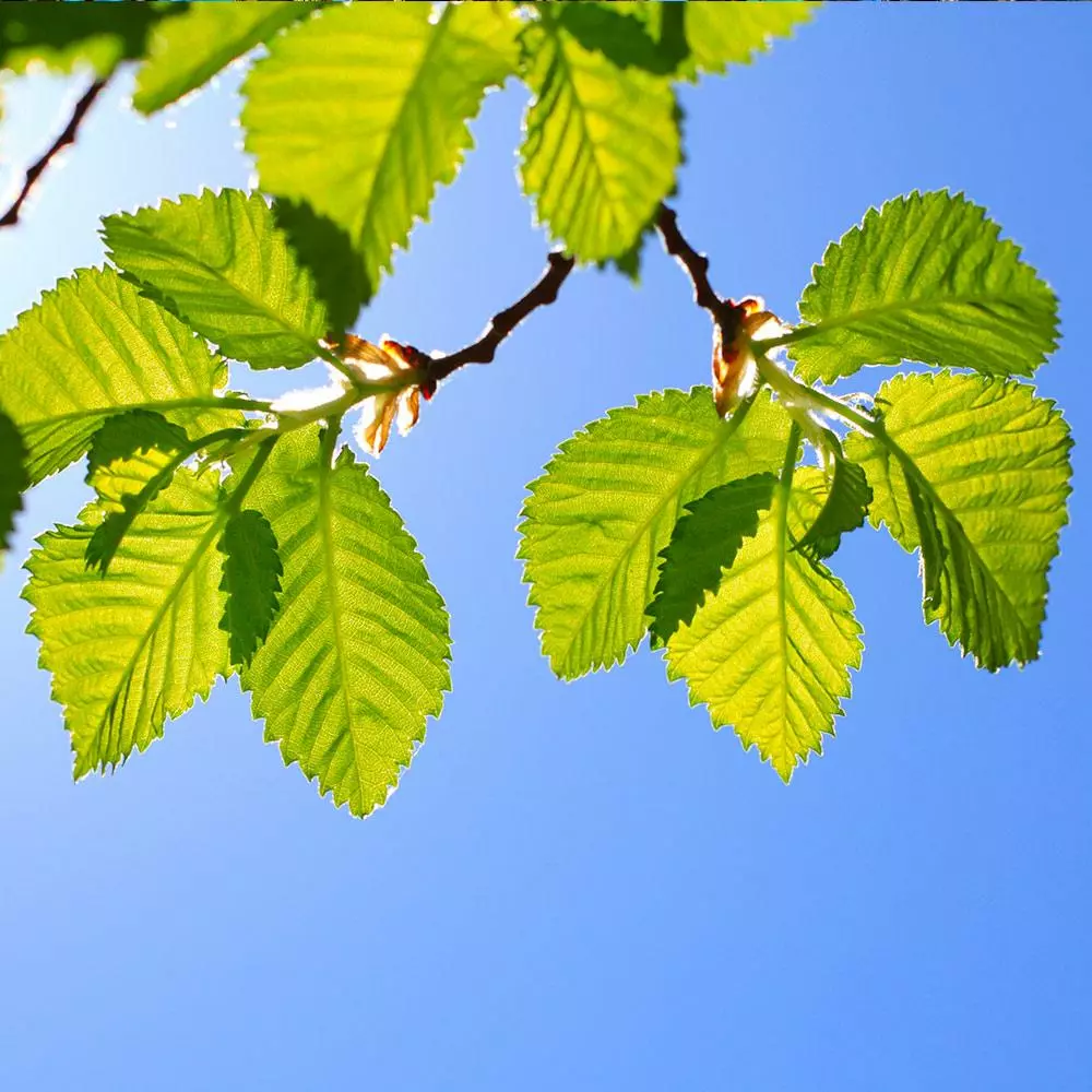 Fast Growing Trees Lacebark Chinese Elm Tree Elm Trees 7 Fast Growing Trees Lacebark Chinese Elm Tree Elm Trees