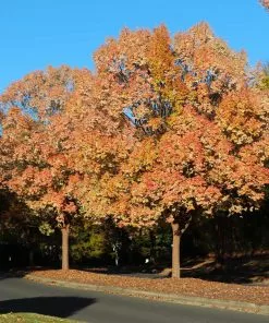 Fast Growing Trees Lacebark Chinese Elm Tree Elm Trees 11 Fast Growing Trees Lacebark Chinese Elm Tree Elm Trees