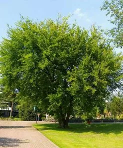 Fast Growing Trees Lacebark Chinese Elm Tree Elm Trees