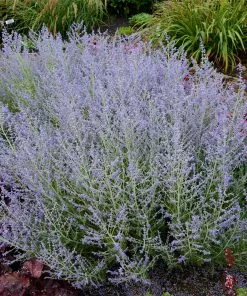 Fast Growing Trees Lacey Blue Russian Sage See All Shrubs & Hedges