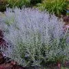 Fast Growing Trees Lacey Blue Russian Sage See All Shrubs & Hedges 2 Fast Growing Trees Lacey Blue Russian Sage See All Shrubs & Hedges
