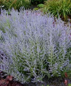 Fast Growing Trees Lacey Blue Russian Sage See All Shrubs & Hedges