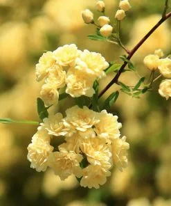 Fast Growing Trees Lady Banks Climbing Rose 8 Fast Growing Trees Lady Banks Climbing Rose