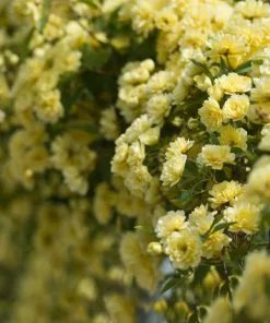 Fast Growing Trees Lady Banks Climbing Rose