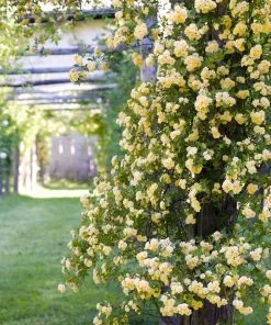 Fast Growing Trees Lady Banks Climbing Rose 9 Fast Growing Trees Lady Banks Climbing Rose