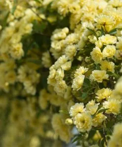 Fast Growing Trees Lady Banks Climbing Rose