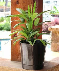 Fast Growing Trees Lady Palm Tree 18 Fast Growing Trees Lady Palm Tree