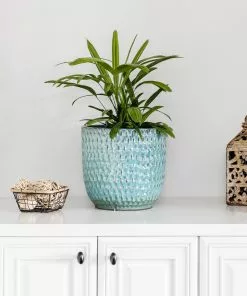 Fast Growing Trees Lady Palm Tree 17 Fast Growing Trees Lady Palm Tree