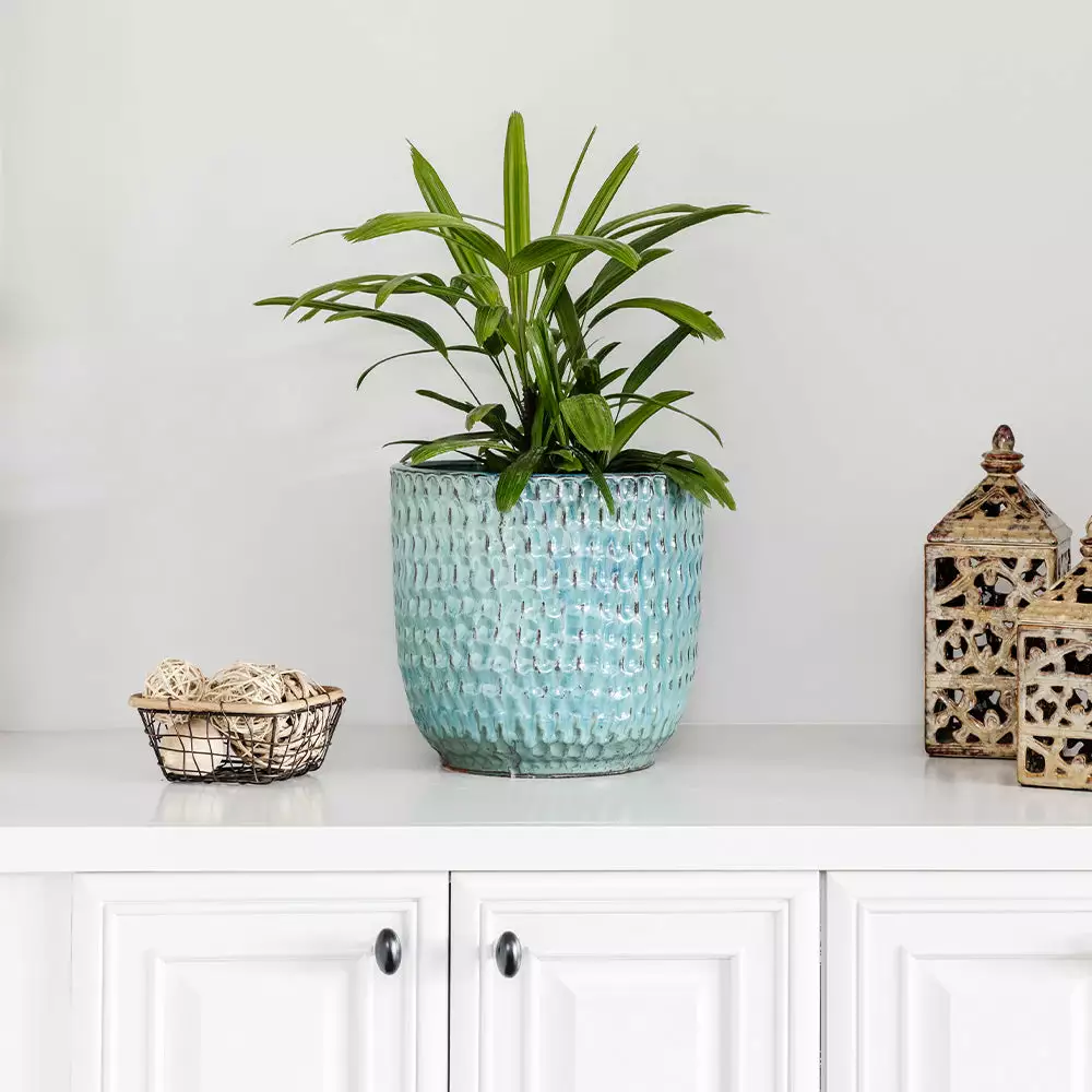 Fast Growing Trees Lady Palm Tree 8 Fast Growing Trees Lady Palm Tree