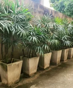 Fast Growing Trees Lady Palm Tree 15 Fast Growing Trees Lady Palm Tree