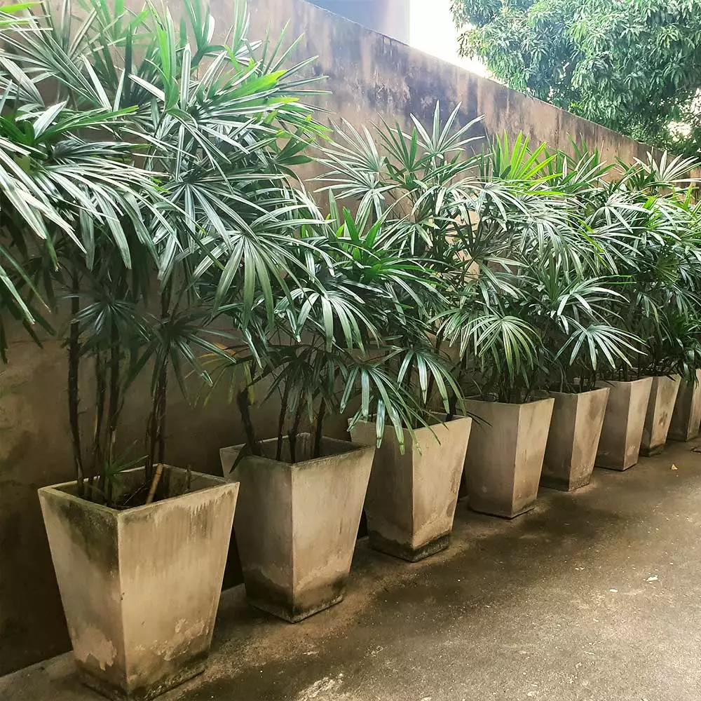 Fast Growing Trees Lady Palm Tree 6 Fast Growing Trees Lady Palm Tree