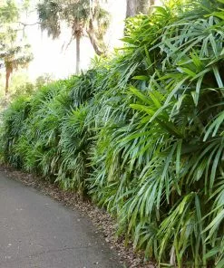 Fast Growing Trees Lady Palm Tree 16 Fast Growing Trees Lady Palm Tree