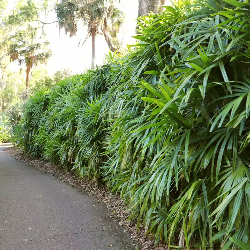 Fast Growing Trees Lady Palm Tree 7 Fast Growing Trees Lady Palm Tree